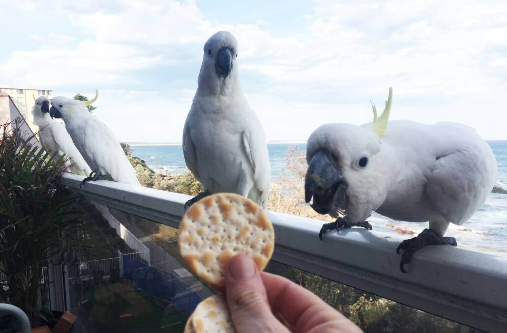 Cockatoo invasion: Cronulla seems to have had an influx with cockatoos. Pictures: Andrew Darby