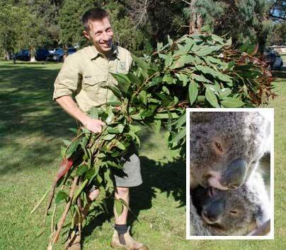 Koala food: A Symbio Wildlife Park member of staff harvests leaves from the eucalypts at the ANSTO site last September. Picture: ANSTO