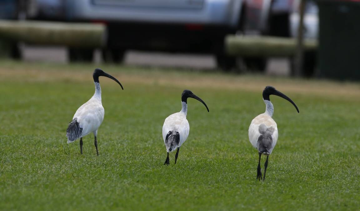 Invasion: Ibis at Oak Park, Cronulla. Picture: John Veage