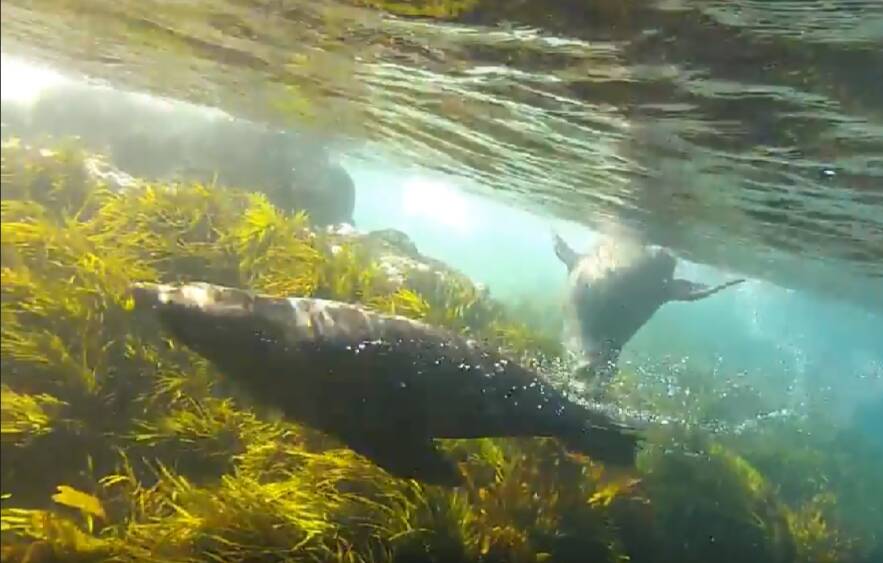 Cronulla divers encounter adorable seals at Montague Island