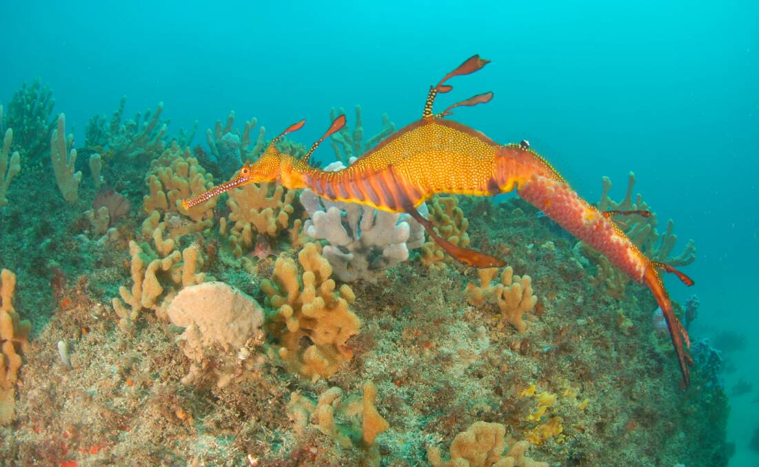 Delicate creature: A Weedy Sea Dragon – a male, with eggs under its tail – in waters around Kurnell. Picture: Mike Scotland
