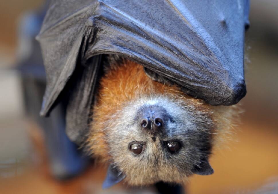 Health warning: Five people have been treated for bat bites and scratches this year.