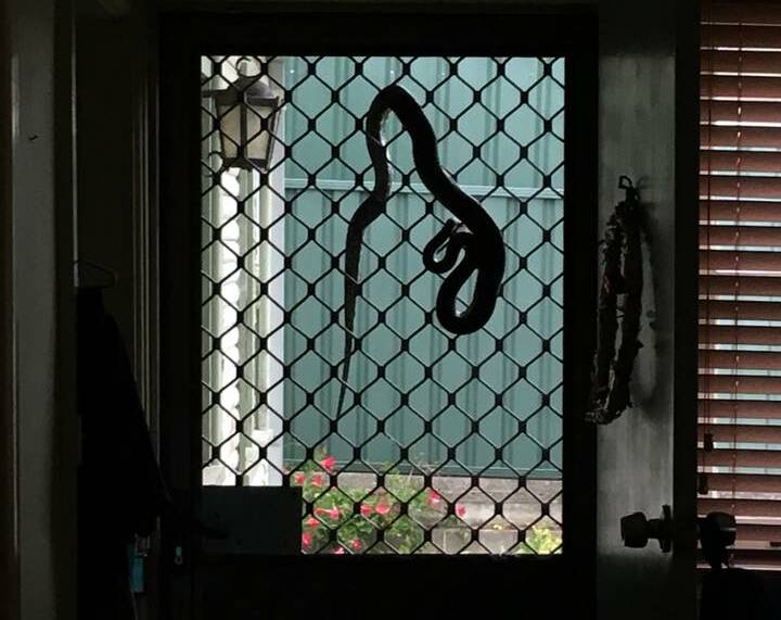 On the move: A snake on the screen door of a house at Heathcote East earlier this year. Picture: Ebby Ebby