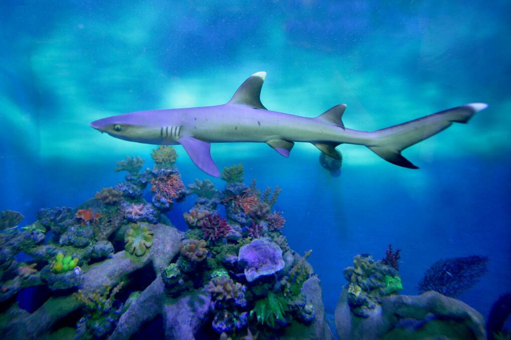 A White Tip Reef Shark at Majestic Aquariums for a School Holiday Fun Guide