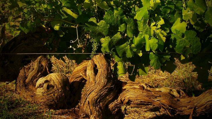 Well aged: Vines dating back to the 1860s are responsible for Henschke’s Hill of Grace shiraz. Photo: Dragan Radocaj