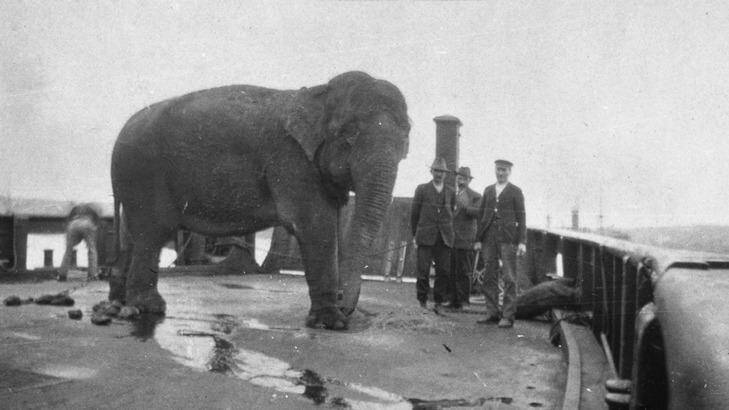 Jessie the elephant is transported across Sydney Harbour in 1916 on a barge to the new Taronga Park Zoo. Photo: Supplied