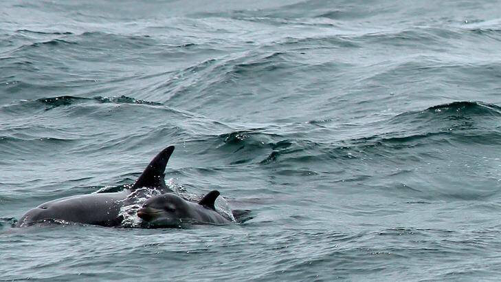Four dolphins and two seals have died in the nets of the Geelong Star.