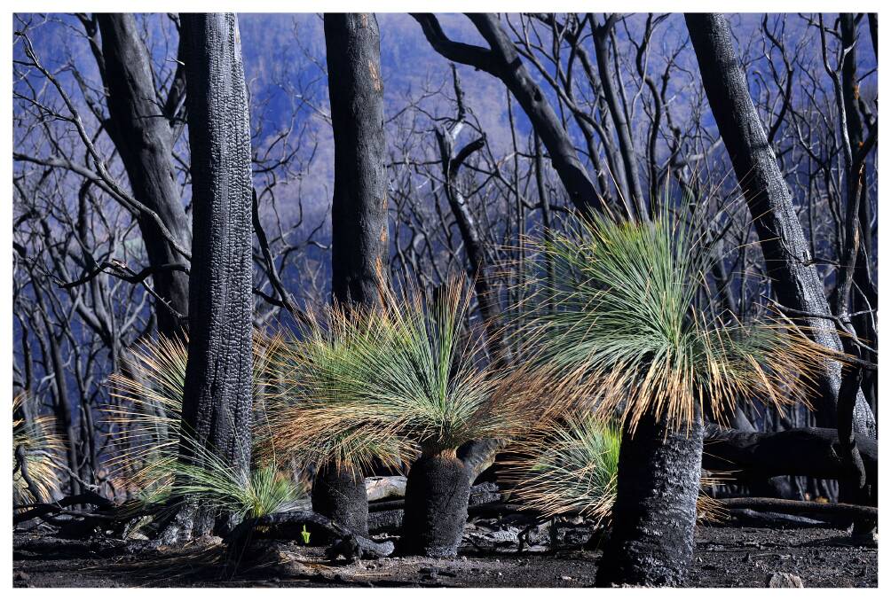 Sought after: Xanthorrhoea plants (grass trees) are hardy Australian plants capable of withstanding bushfire damage. Picture: Craig Abraham
