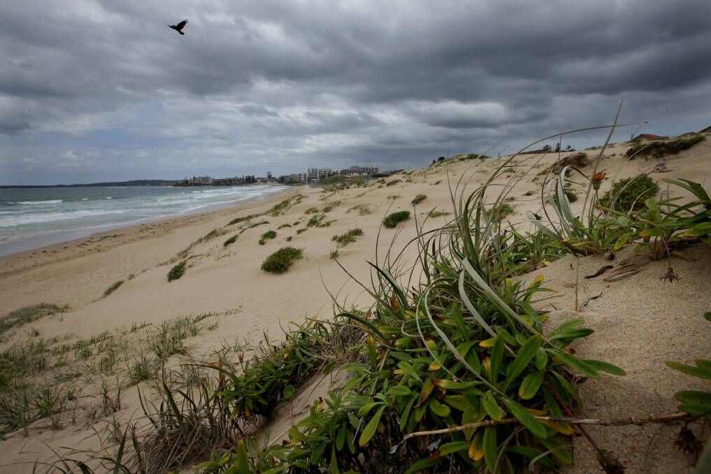Sand plan: Dunes between North Cronulla and Wanda. Picture: John Veage