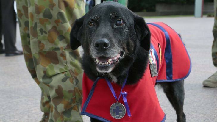 Sarbi, Australia's most decorated military dog, has died.  Photo: Jeffrey Chan