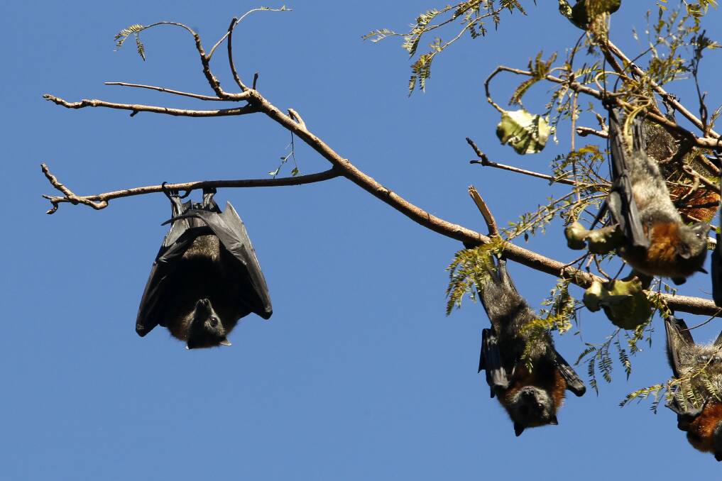 Not everyone loves the bats; 'Filthy, noisy little dears'