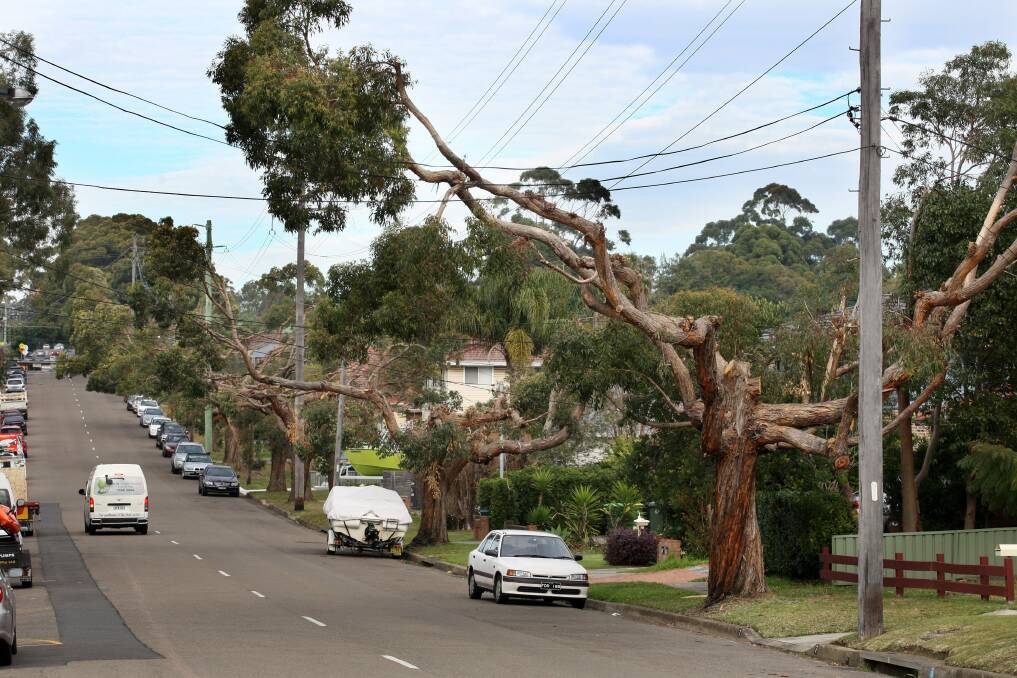 Trees butchered by Ausgrid in Kareena Road between Paraweena and the Boulevarde in Miranda.Mayor Kent Johns has criticised Ausgrid for its clumsy lopping of the trees. Picture: Sam Venn