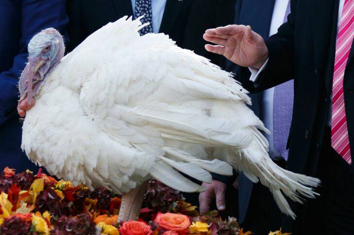 President Donald Trump pardons Drumstick during the National Thanksgiving Turkey Pardoning Ceremony in the Rose Garden of the White House, Tuesday, Nov. 21, 2017, in Washington. (AP Photo/Evan Vucci)