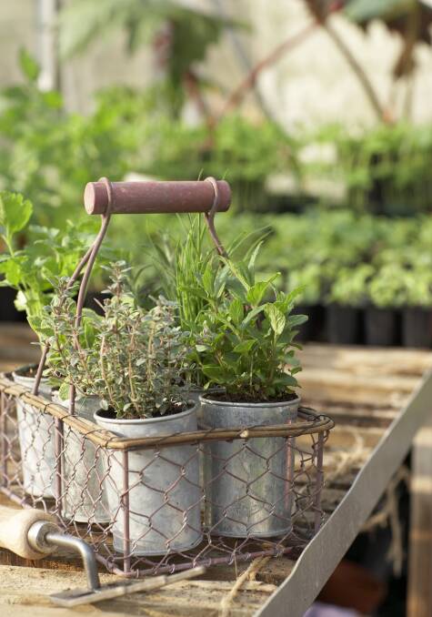 Herb pots in metal basket in greenhouse Basil, herbs