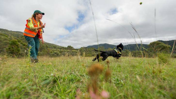 Hillary Cherry, NSW National Parks and Wildlife Service weeds management officer, rewards her weed detection dog Sally, at Namadgi National Park. Photo: Jay Cronan