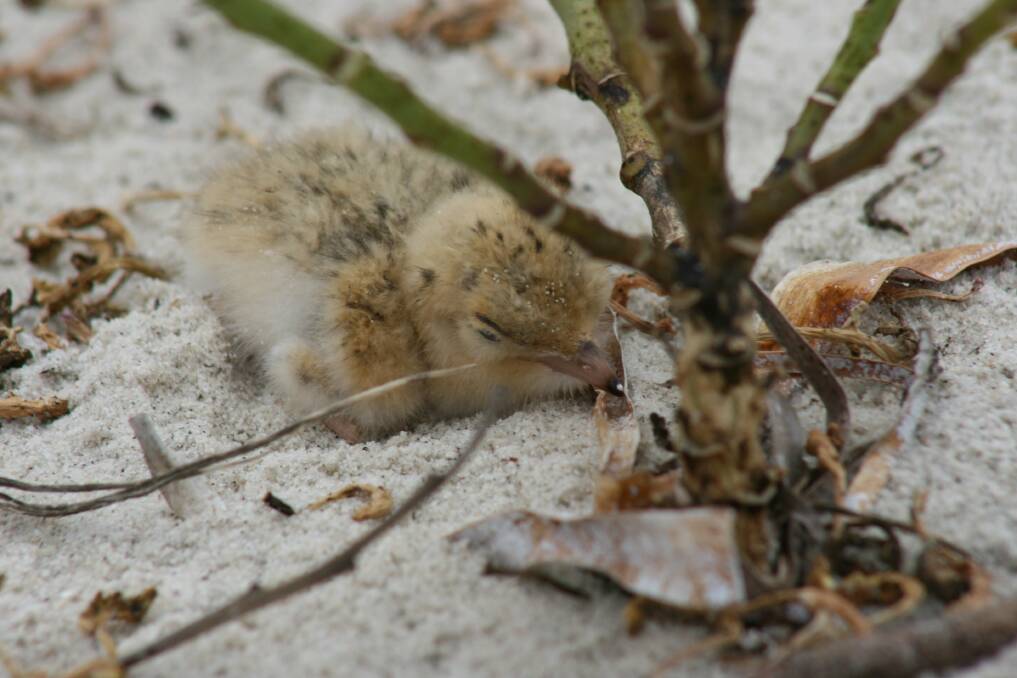 The count is on: A little tern chick at Towra Point Nature Reserve. Picture: The Office of Environment and Heritage