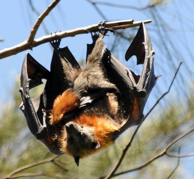 ps-jbflying-10The flying foxes causing problems in Newbury Park.mother bat with young.JPG