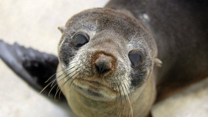 The 18-month-old seal was given antibiotics and fluids and fed a diet of fresh fish. Photo: Taronga Zoo