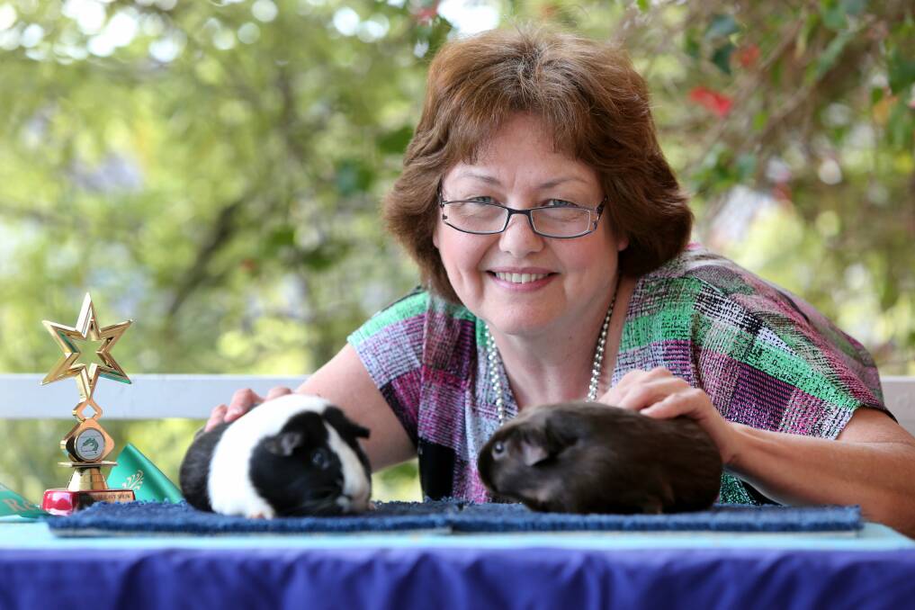 Hobby: Kim Forsyth has had cavies (guinea pigs) since she was eight years old. Picture: Jane Dyson