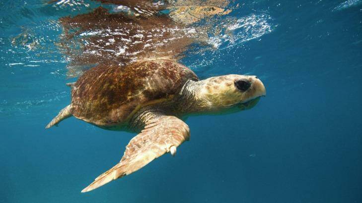 Watch turtles make their way to Heron Island's beach in March.