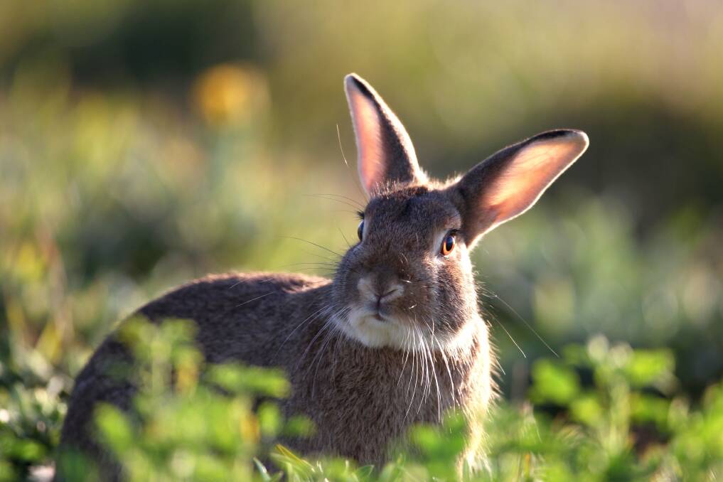 Don't let calicivirus bug bunny: Rabbit owners need to ensure their pet is vaccinated against the disease. Picture: John Veage