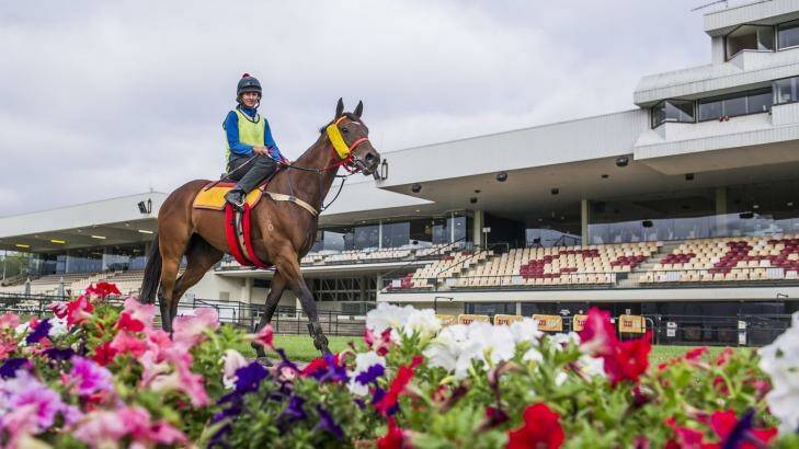 Just a Blur will contest the National sprint on Balck Opal Stakes day at Thoroughbred Park. Photo: Jay Cronan
