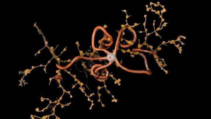 Starring role: Brittle stars are helping solve ocean mysteries. Photo: Museum Victoria
