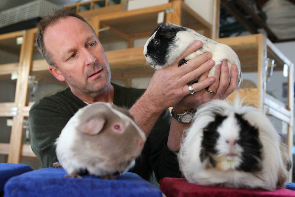 Cavy heaven: Karl Kilpatrick with some of his cavies, commonly called guinea pigs. Picture: John Veage