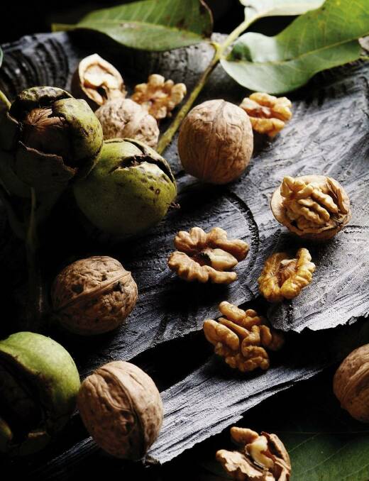 Walnuts are in season and they have important dietary benefits.