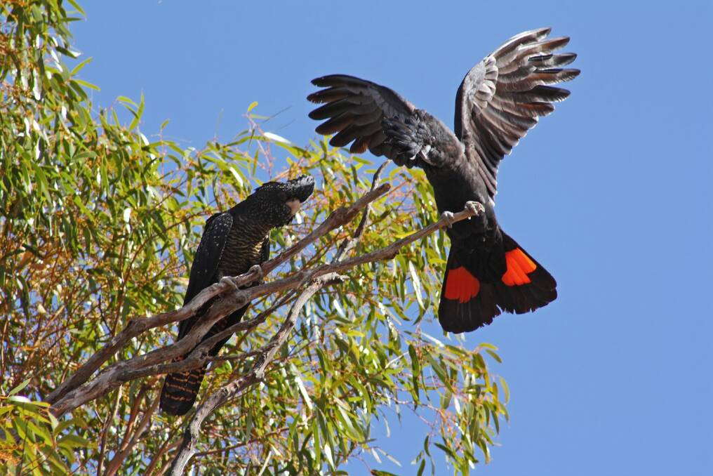 A distinctive call: This is the time of year when black cockatoos can be heard. Picture: Bill and Mark Bell