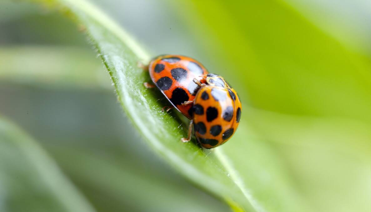 A gardener's friend: Ladybirds are a real asset and help keep nasty bugs at bay. Picture: Quentin Jones