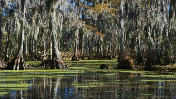 What lurks in the swamps of New Orleans?