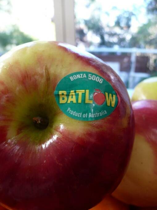 Bonza is the fantastic local (Batlow 1951), mid season apple which is so reliable year after year