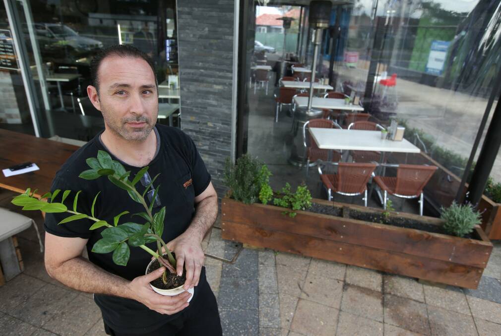 Border patrol: George Pantazis with a smaller version of the mature Zanzibar Gem that was stolen from outside his cafe. Picture: John Veage