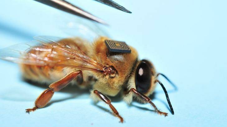 A sensor is placed on to the back of a drone bee. Photo: CSIRO