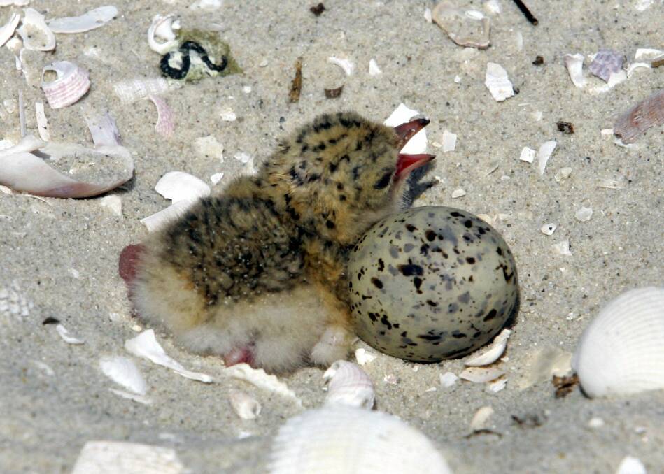 Better times: Little terns nesting at Towra Point in 2007. Picture: Lisa McMahon
