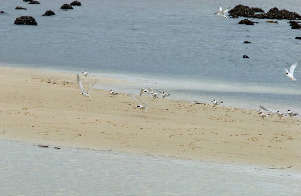 LittleTerns at Towra in 2011. Picture: Jane Dyson