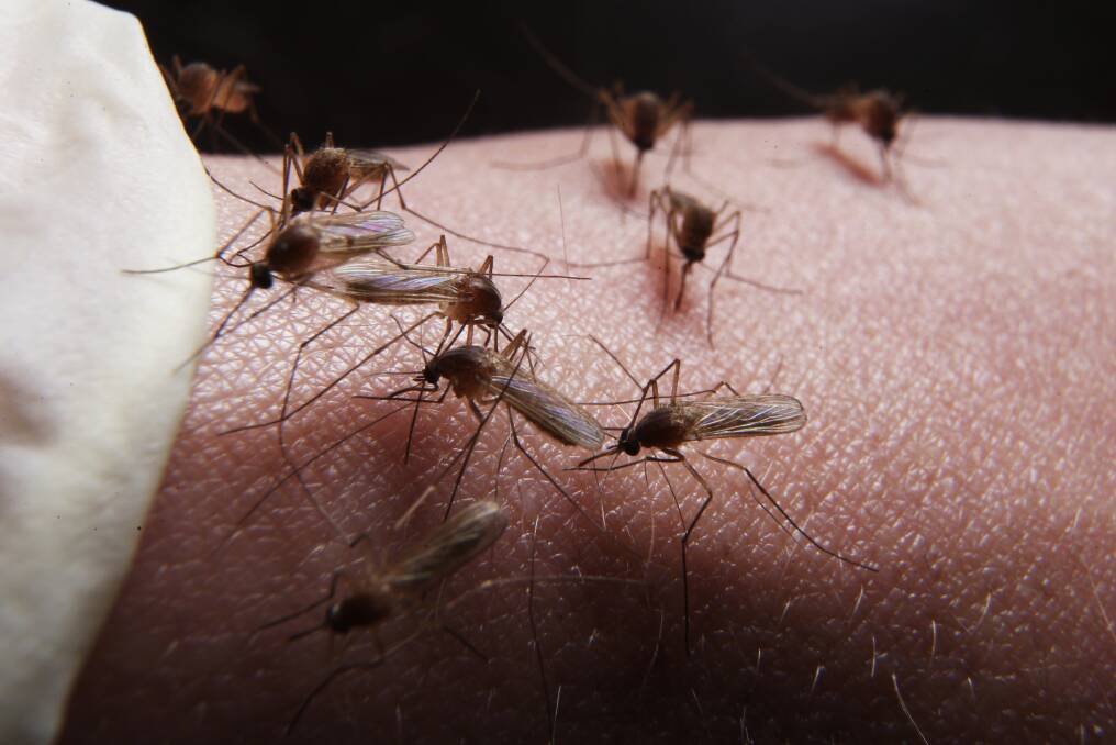 Protect yourself: People are being warned to avoid being bitten by mosquitoes.