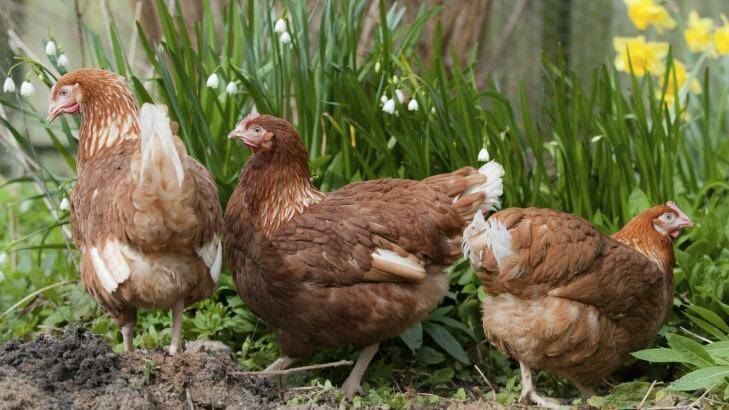 Trio: Spring chickens are ideal for Canberra's backyards.