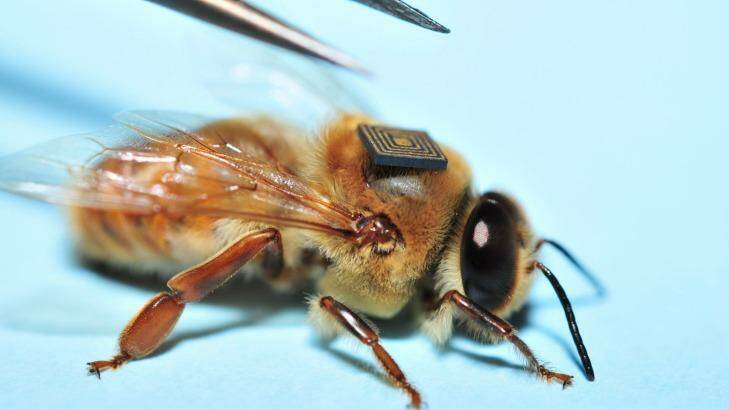 A drone honey bee with an RFID tag. Photo: CSIRO