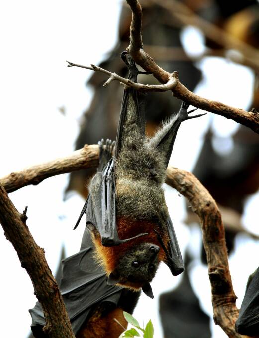 Bat bother: The Kareela flying fox colony will be dispersed this month.