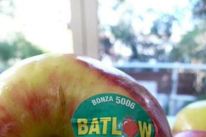 Bonza is the fantastic local (Batlow 1951), mid season apple which is so reliable year after year