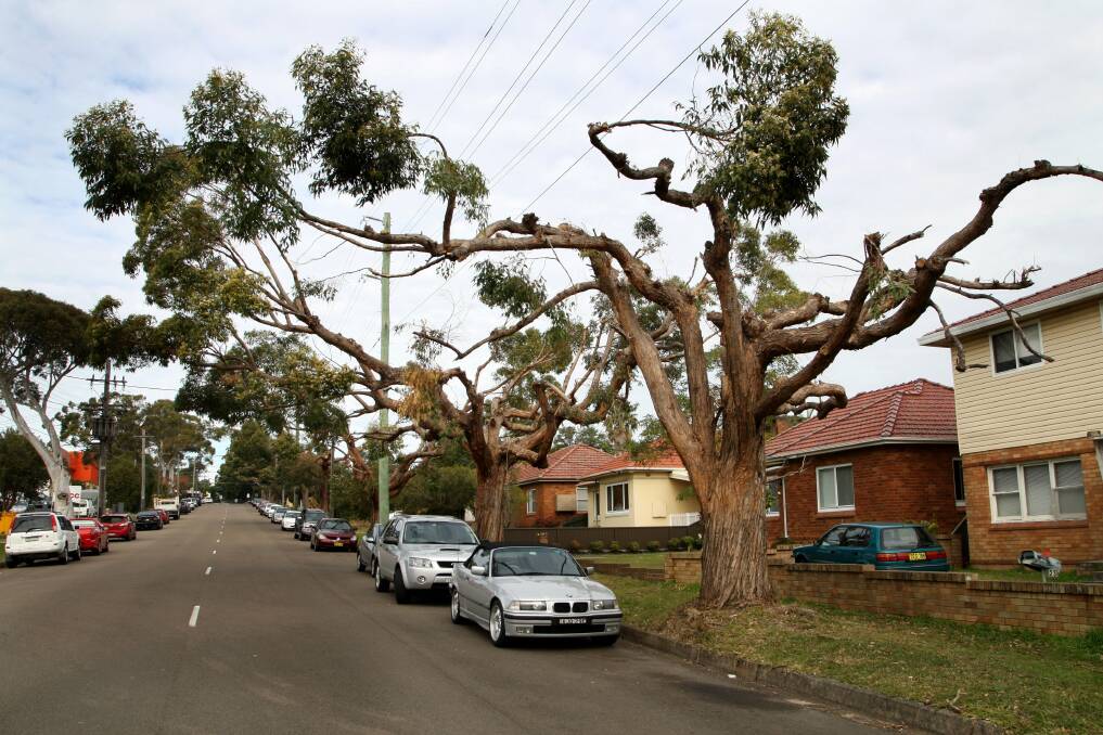 Trees butchered by Ausgrid in Kareena Road between Paraweena and the Boulevarde in Miranda.Mayor Kent Johns has criticised Ausgrid for its clumsy lopping of the trees. Picture: Sam Venn