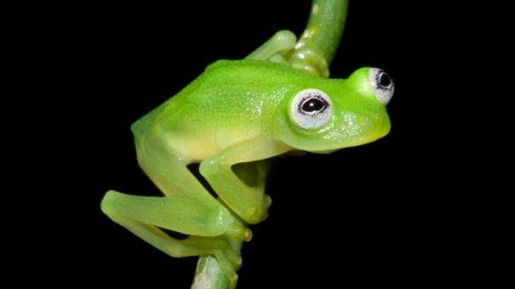 A newly discovered glassfrog looks a lot like Kermit the Frog. Photo: Costa Rican Amphibian Research Centre
