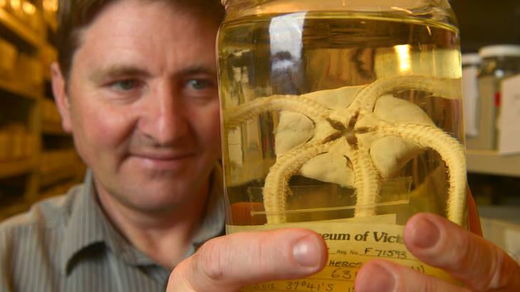 Dr Tim O'Hara with one of Melbourne Museum's 10,000 brittle stars. Photo: Michael Clayton-Jones