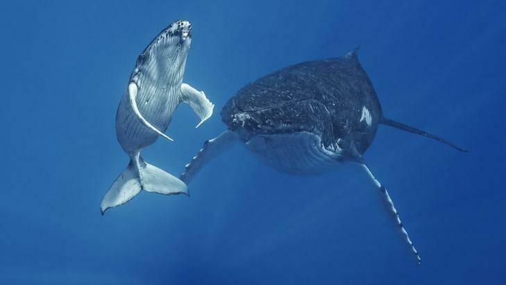 Mother humpback whale with her calf. Photo: Adriana Basques
