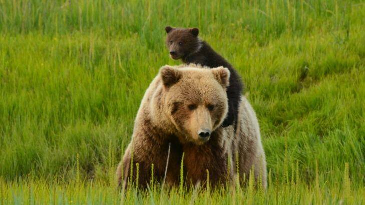 Bears in Alaska.