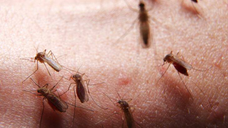Scientists are trying to understand why mosquitoes bite people more than others.  Photo: Nick Moir