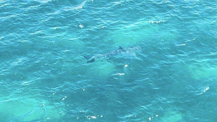 The large shark was seen about 200 metres off Marino Rocks in South Australia. Photo: Westpac Lifesaver Rescue Helicopter