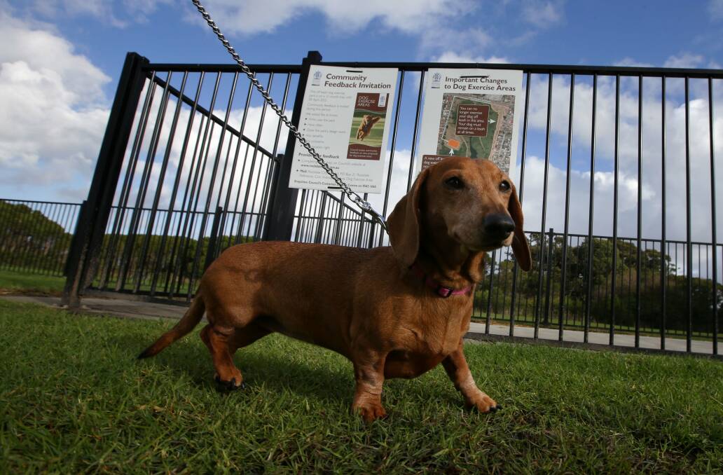 Paws for thought: Rockdale Council has decided to keep a dog exercise area at Civic Avenue Reserve, Kogarah, after a successful trial. Picture: John Veage